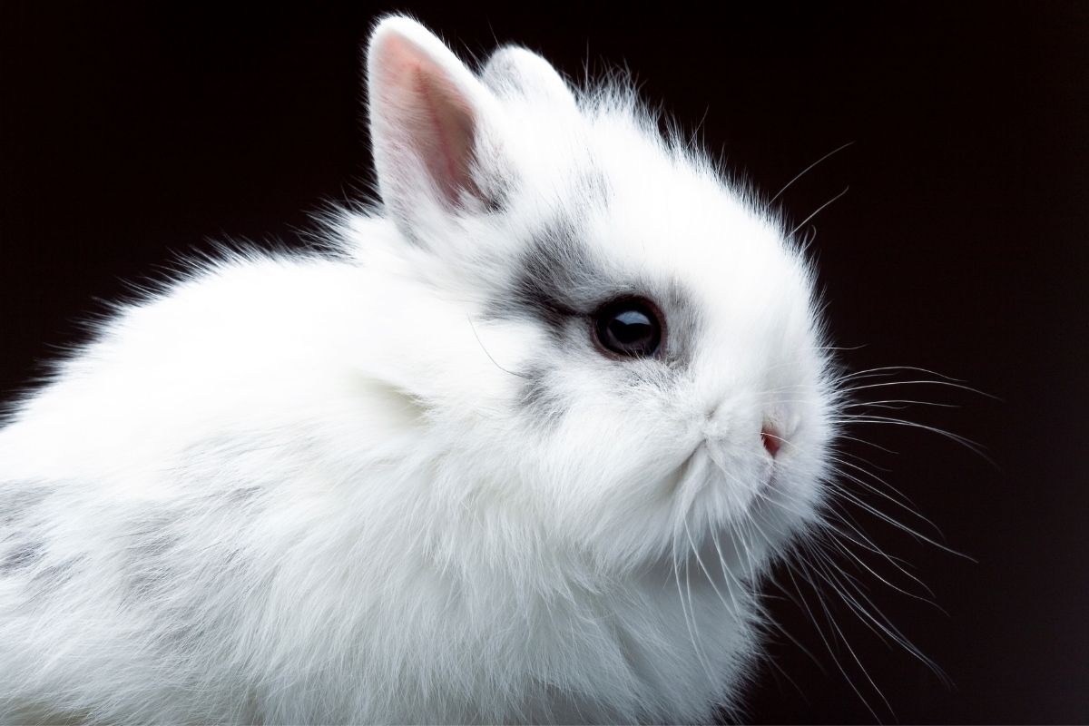 Biely zajačik sa využíva aj pri predaji koláčikov mooncake a väčšinou ho môžete nájsť na obaloch (zdroj obrázku: canva.com)