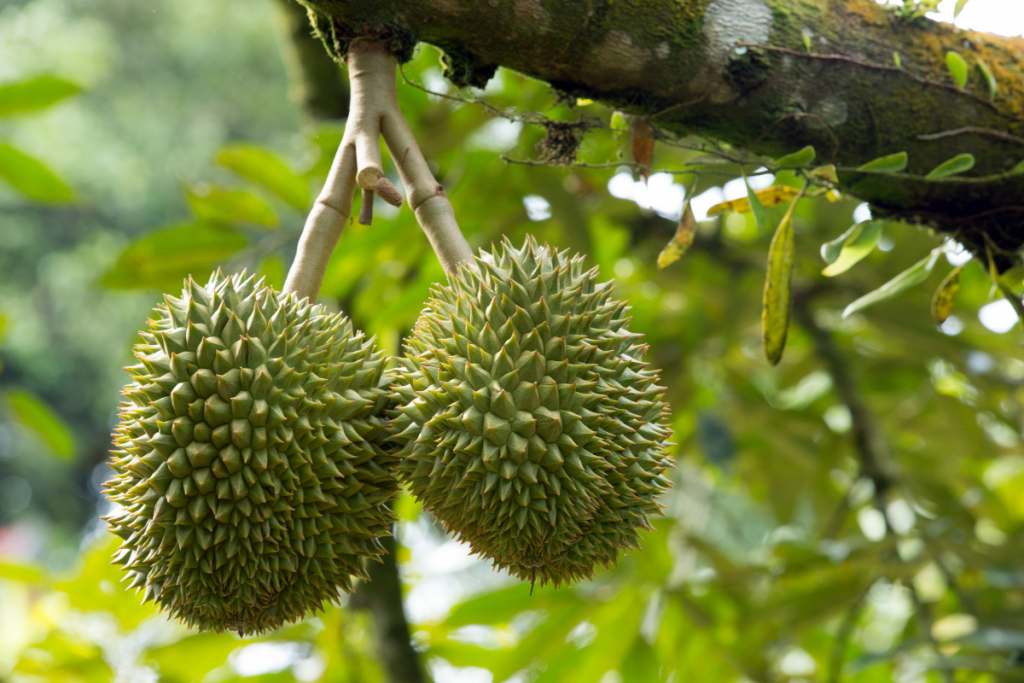 Duriany dozrievajú až dvakrát ročne (Zdroj - Freepik)