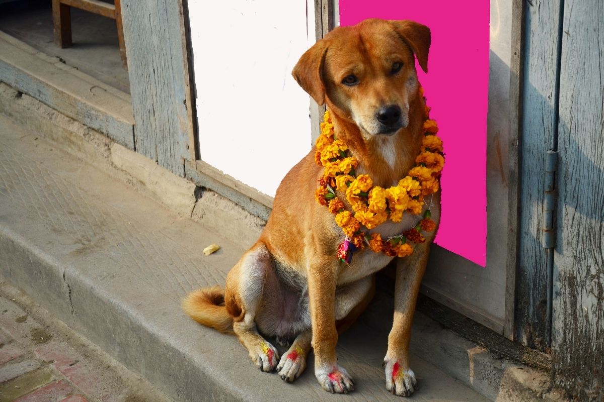 Psy počas oslavy hinduistického festivalu Kukur Tihar (zdroj obrázku: canva.com)