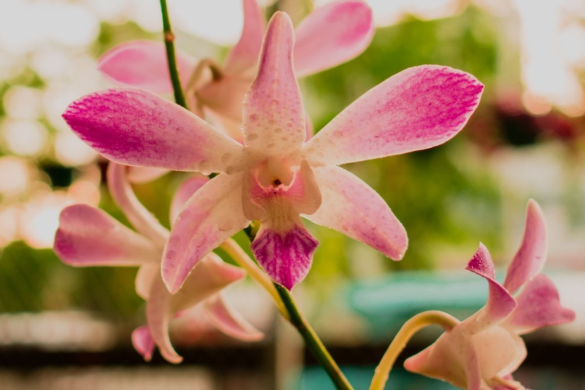 Mesačná orchidea (zdroj obrázku: canva.com)