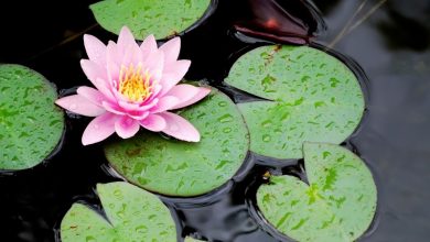 Lotos (zdroj obrázku: canva.com)