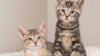 (zdroj obrázku: canva.com)