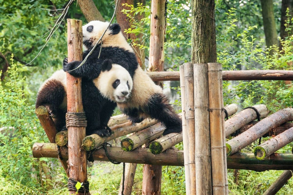 Vďaka starostlivosti ľudí sa pandy dožívajú vyššieho veku v Zoo, ako vo voľnej prírode (zdroj obrázku: canva.com)