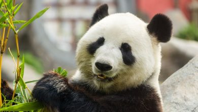 Panda veľká (zdroj obrázku: canva.com)