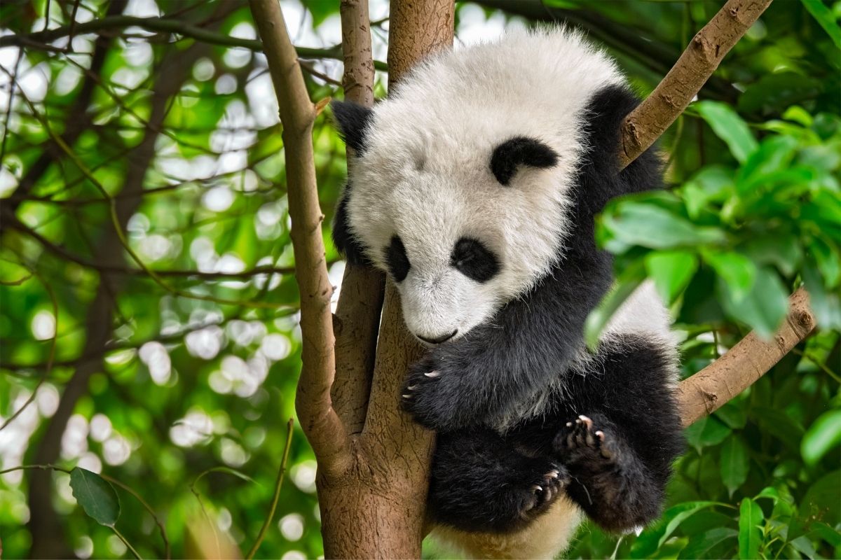 Mláďa pandy veľkej (zdroj obrázku: canva.com)