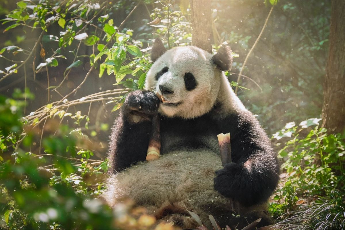 Pandy strávia jedením 14 hodín (zdroj obrázku: canva.com)