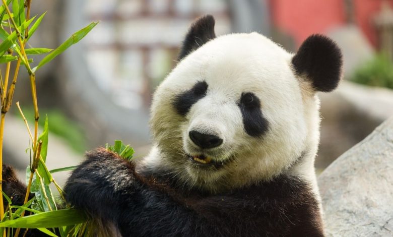 Panda veľká (zdroj obrázku: canva.com)