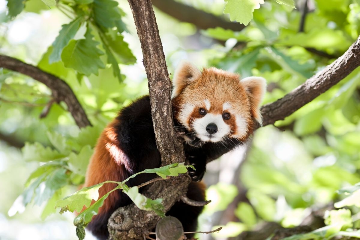 Panda červená (zdroj obrázku: canva.com)