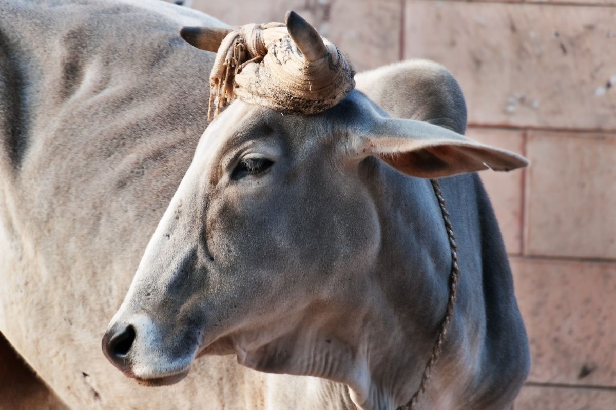 Krava je v Nepále posvätná (zdroj obrázku: canva.com)