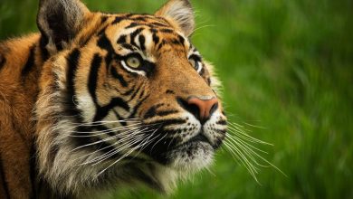 (Zdroj obrázku: canva.com)