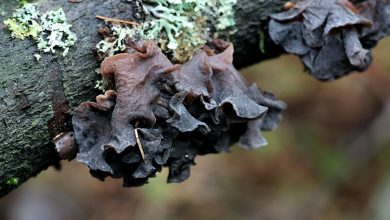 Rôsolovka mozgovitá (zdroj obrázku: canva.com)