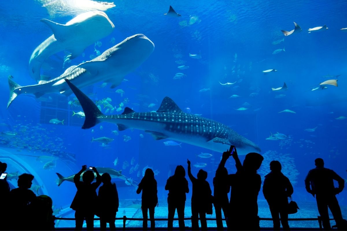 Jedno z najväčších akvárií na svete sa nachádza práve v Šanghaji (zdroj obrázku: canva.com)