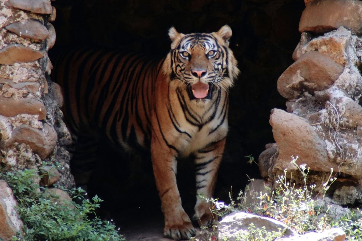 Návštevníci sa môžu tešiť z veľkého počtu druhov zvierat (zdroj obrázku: canva.com)