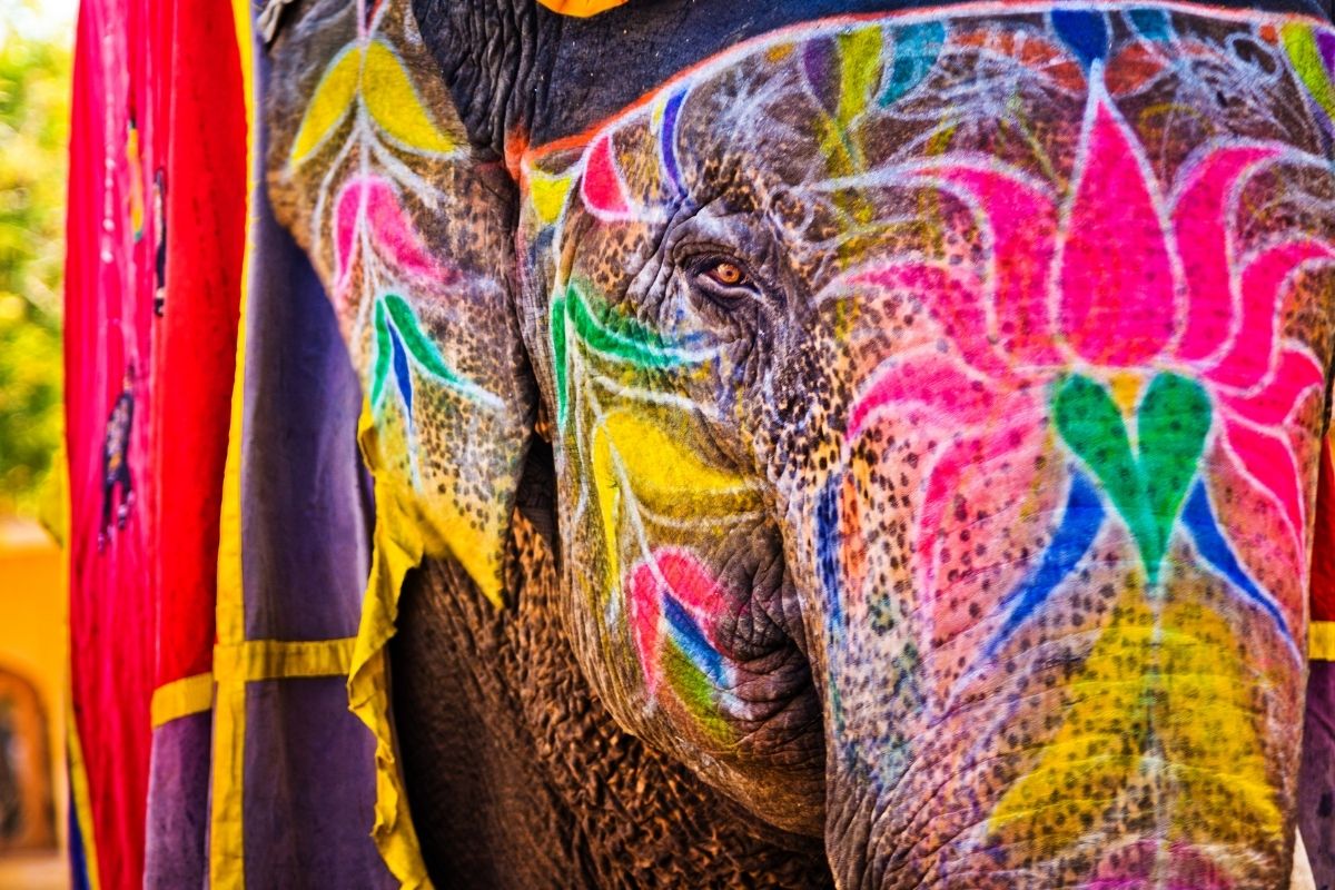 Slony sú v Indii veľmi obľúbené (zdroj obrázku: canva.com)