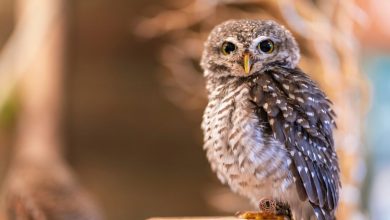 (zdroj obrázku: canva.com)