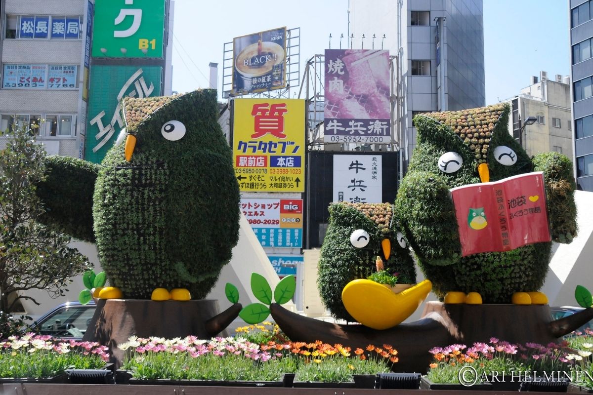 V Tokiu sú sovy veľkým hitom (zdroj obrázku: flickr/Ari Helminen)