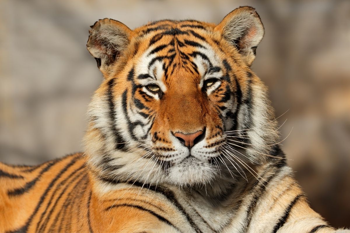 V Číne je tiger kráľom všetkých zvierat (zdroj obrázku: canva.com)
