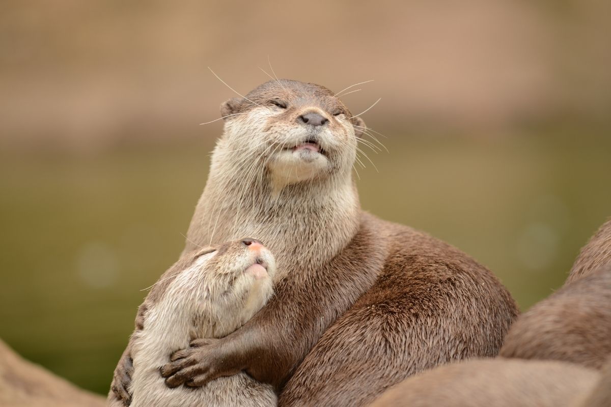 V prípade, že chcete vidieť vydry navštívte radšej Zoo (zdroj obrázku: canva.com)