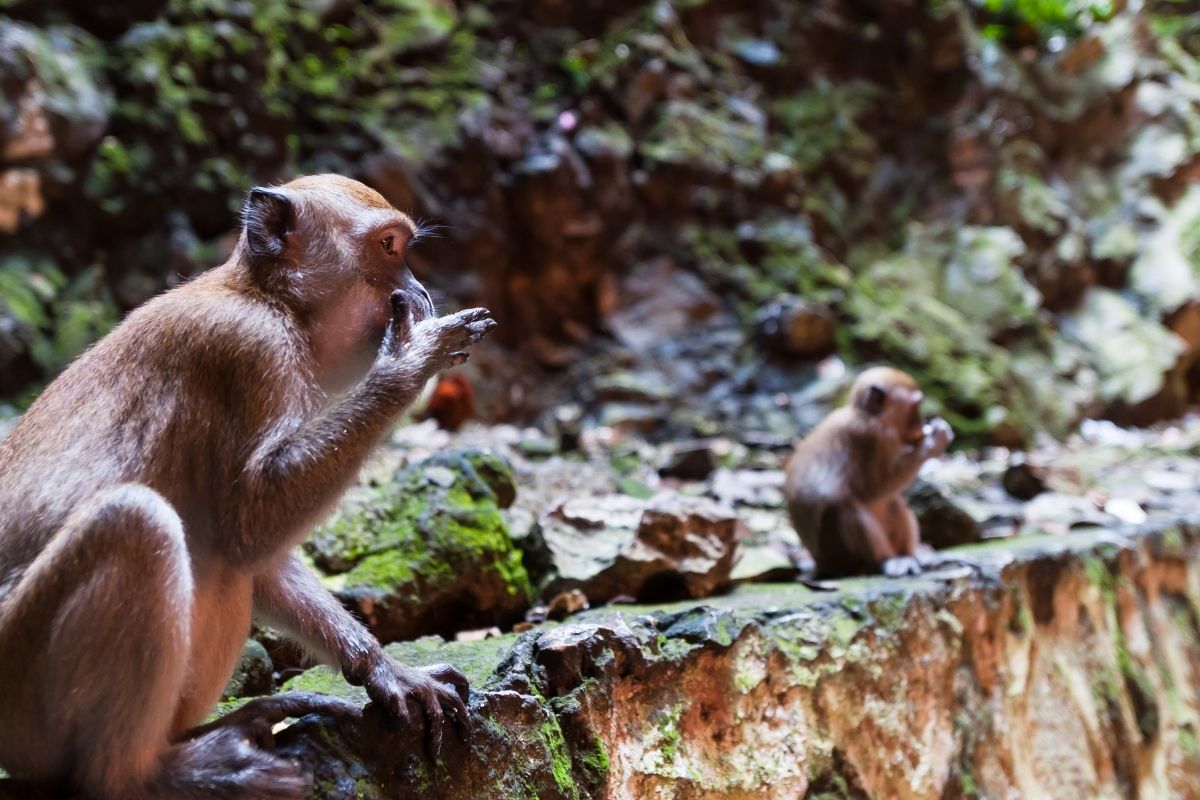 Pri návšteve jaskýň je potrebné dať si pozor na opice, ktoré radi kradnú turistom jedlo a iné cennosti. V okolí sa ich nachádza niekoľko a ľudí sa vôbec neboja (zdroj obrázku: canva.com)