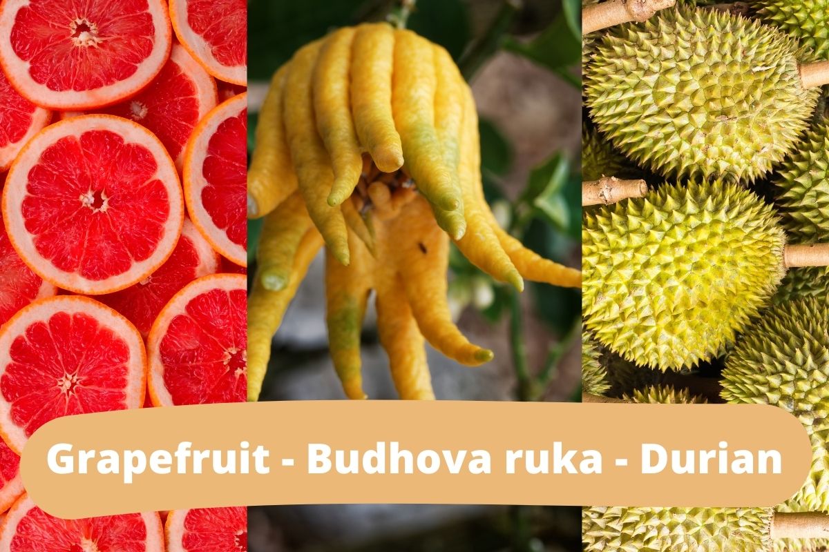 Takto vyzerá: Grapefruit - Budhova ruka - Durian (zdroj obrázku: canva.com)
