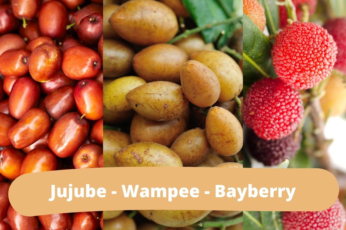 Takto vyzerá: Jujube - Wampee - Bayberry (zdroj obrázku: canva.com)