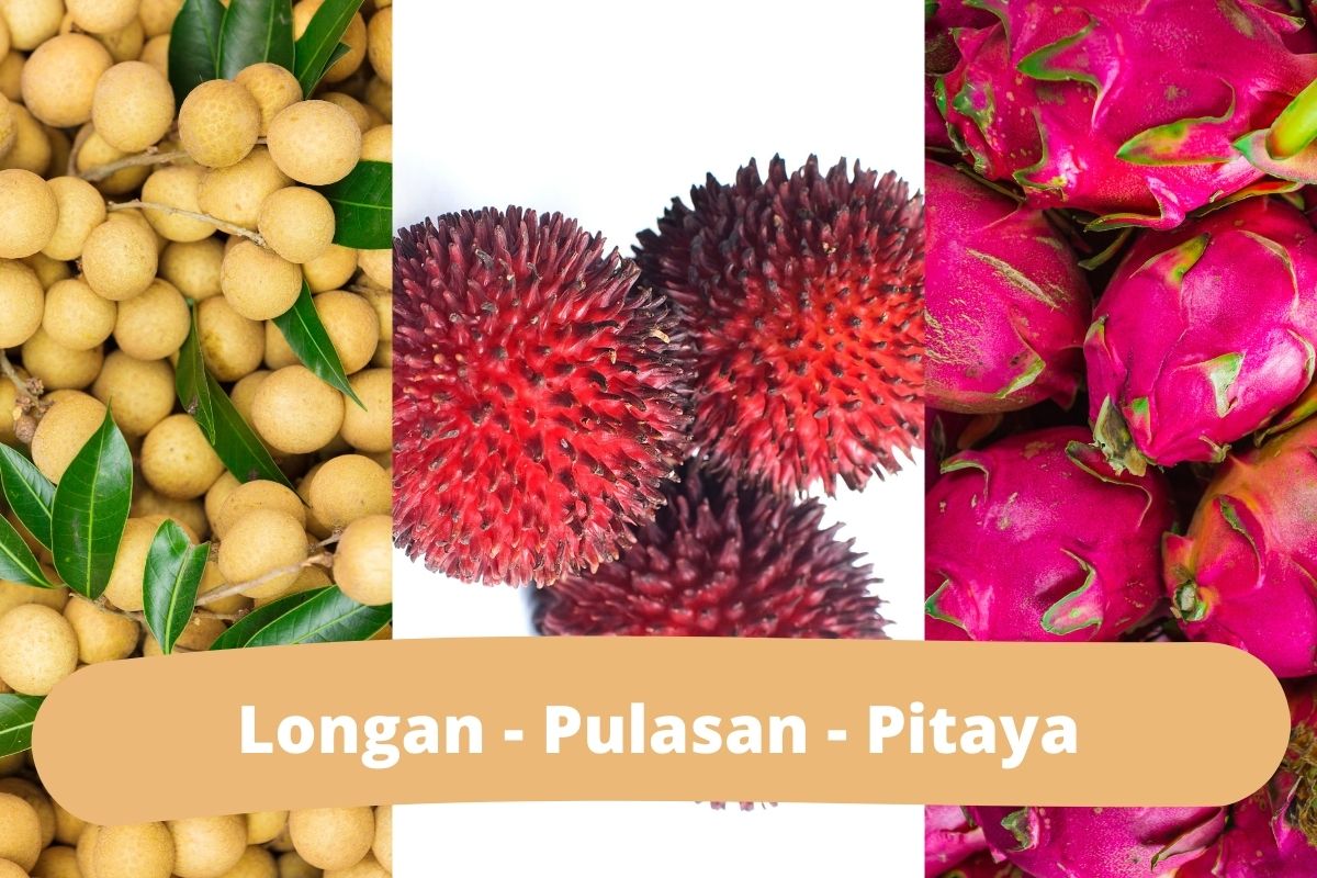 Takto vyzerá: Longan - Pulasan - Pitaya (zdroj obrázku: canva.com)