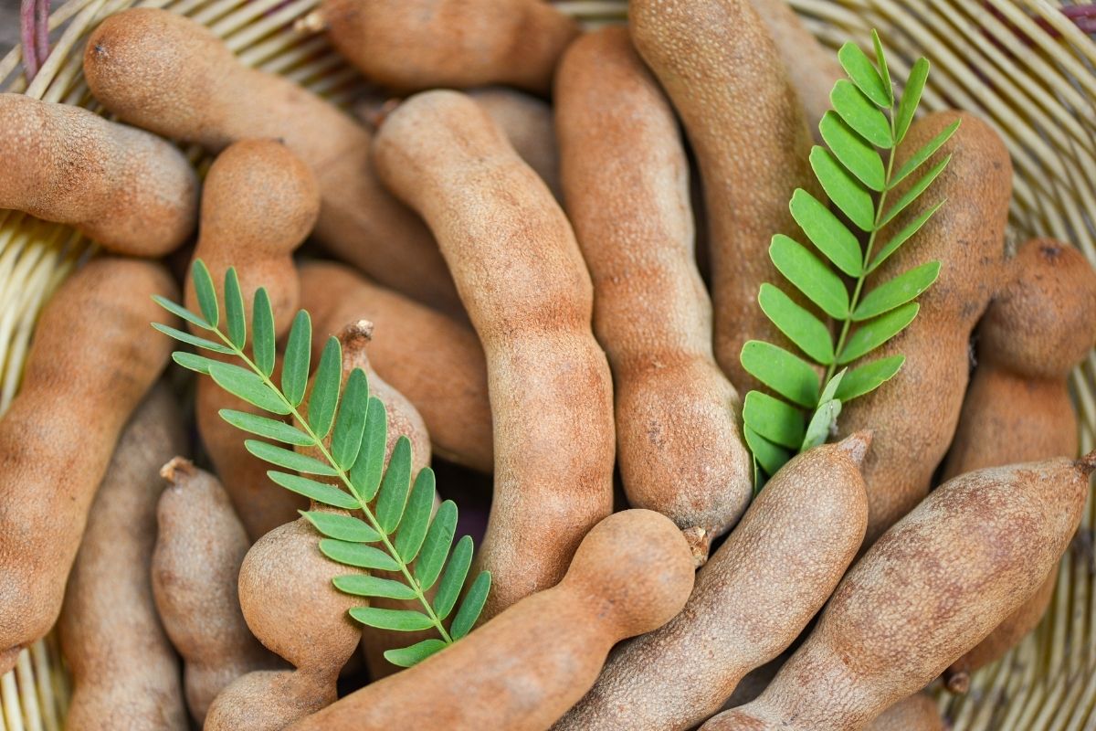 Tamarind (zdroj obrázku: canva.com)