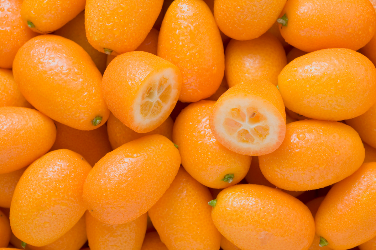 Kumquat (zdroj obrázku: canva.com)