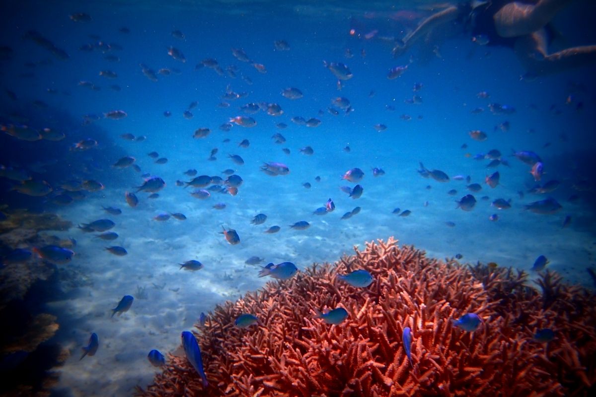 Aj takéto krásne zábery sa záujemcom naskytnú pri potápaní (zdroj obrázku: canva.com)