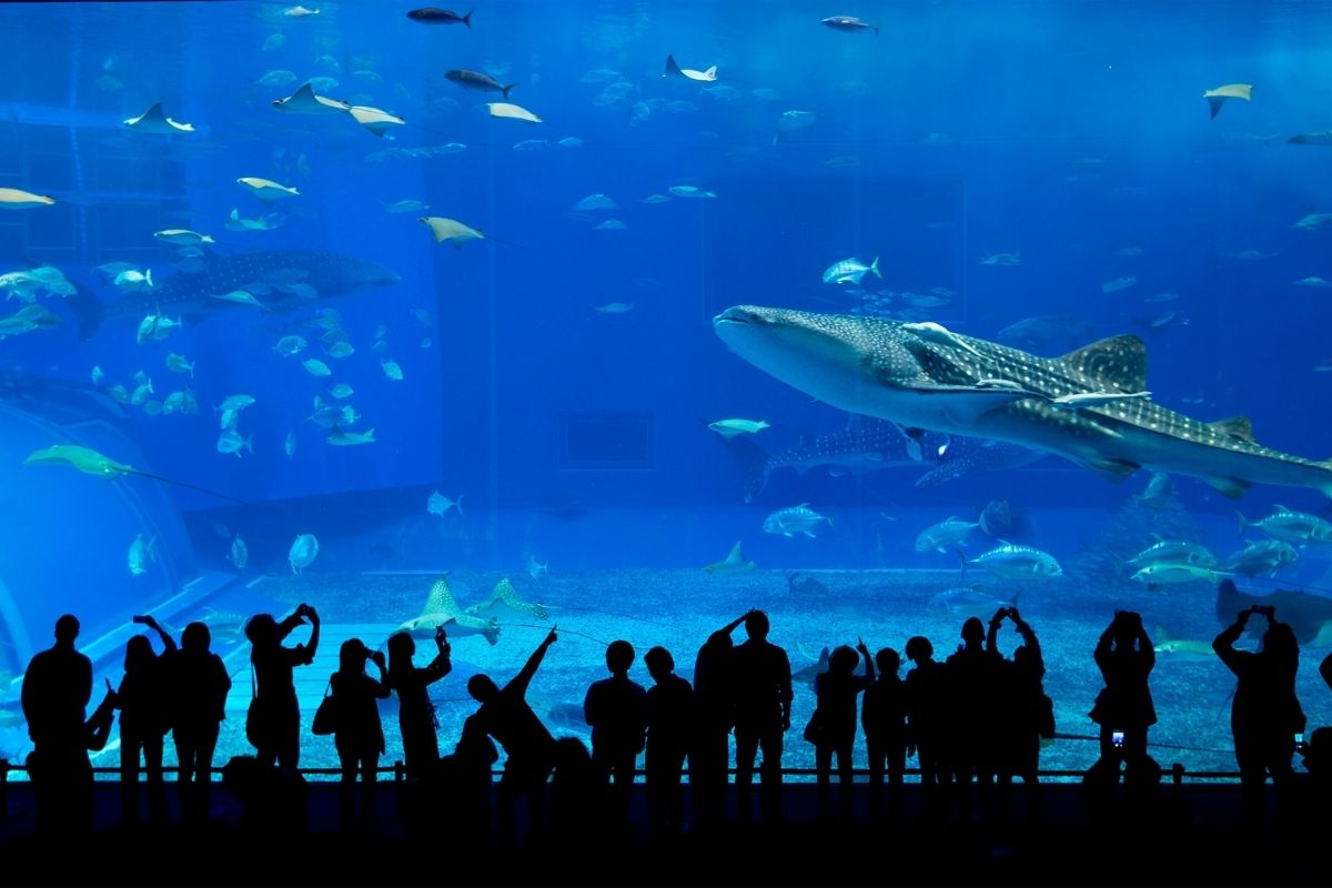 Okinawa World ponúka svojim návštevníkom ukážku nádherného podmorského sveta (zdroj obrázku: canva.com)