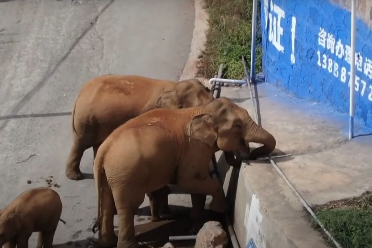 Slony pri svojom putovaní napáchali miliónové škody. Cieľom odborníkov je momentálne dostať ich čo najďalej od obytných zón (reprofoto youtube.com/Guardian News)