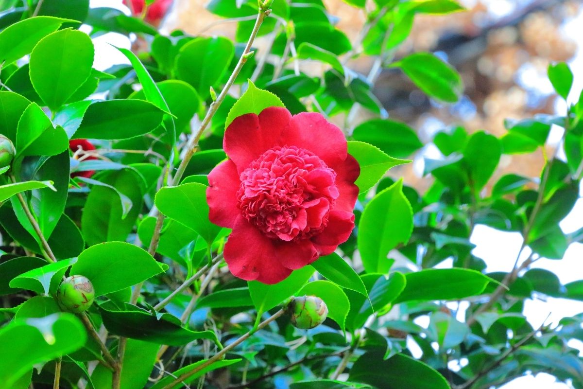 Camellia Sinesis (zdroj obrázku: canva.com)