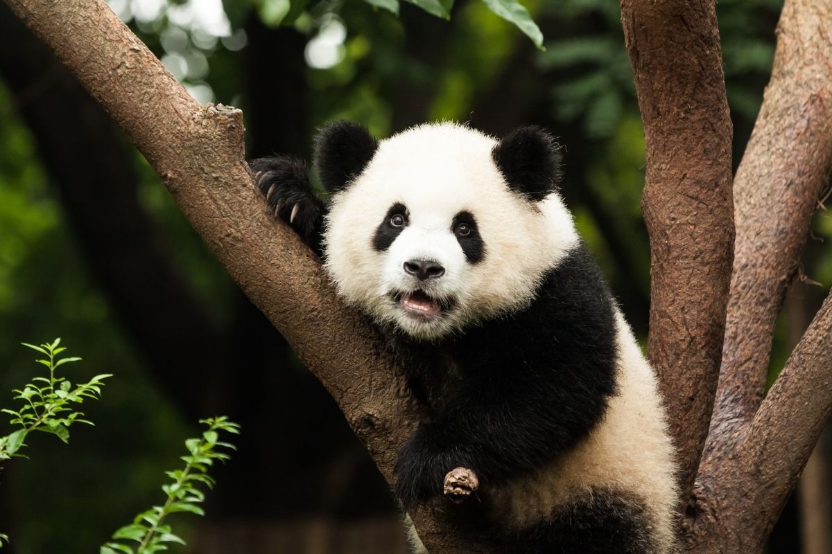 Pandy sa tešia veľkej obľube po celom svete (zdroj obrázku: canva.com)
