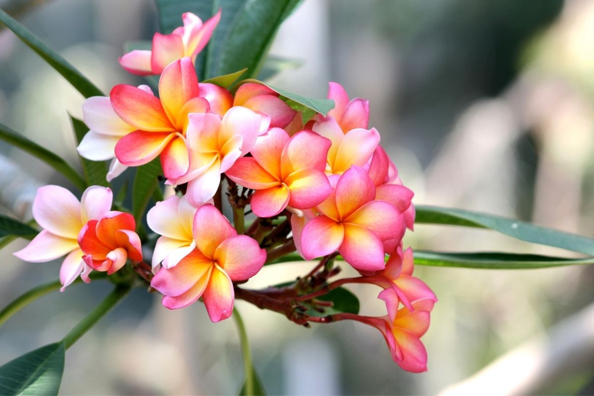 Národným kvetom Laosu je Dok Champu známa tiež ako Plumeria Rubra (zdroj obrázku: canva.com)
