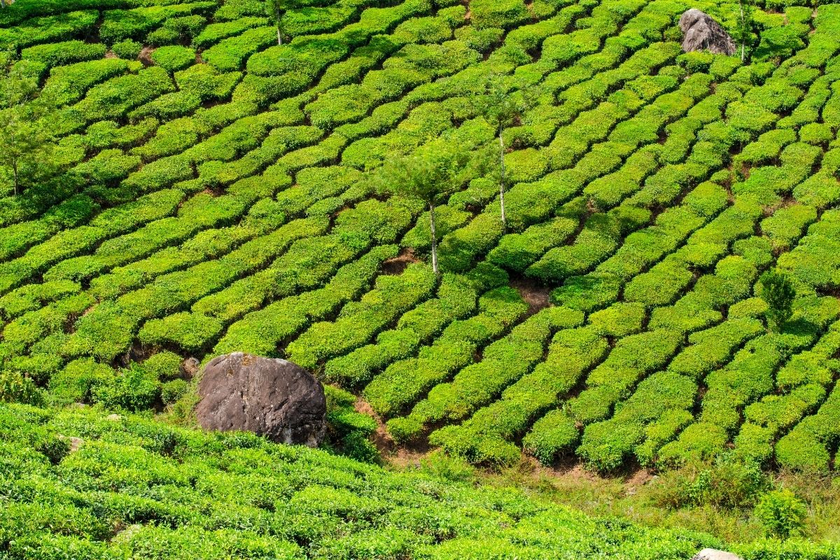 Ukážka čajovej plantáže v Indii (zdroj obrázku: canva.com)