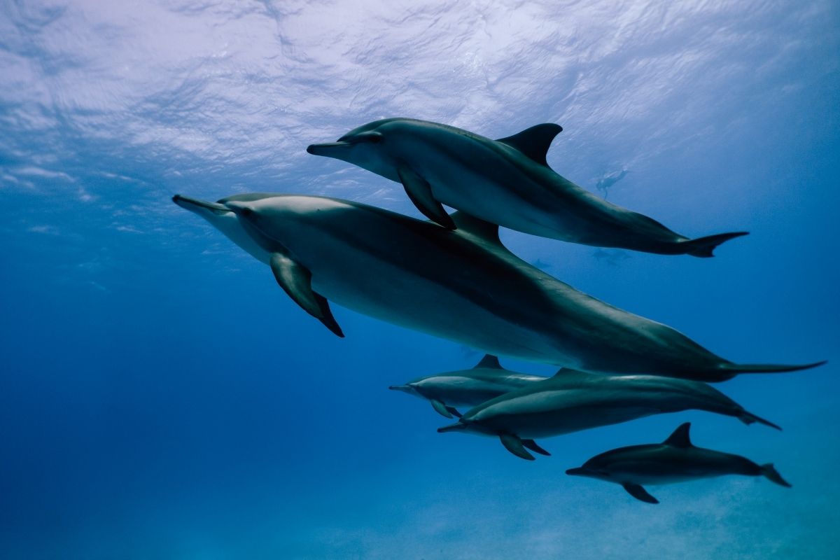 Delfíny boli pozorované počas troch dní v Minamichita Beach Lande (zdroj obrázku: canva.com)