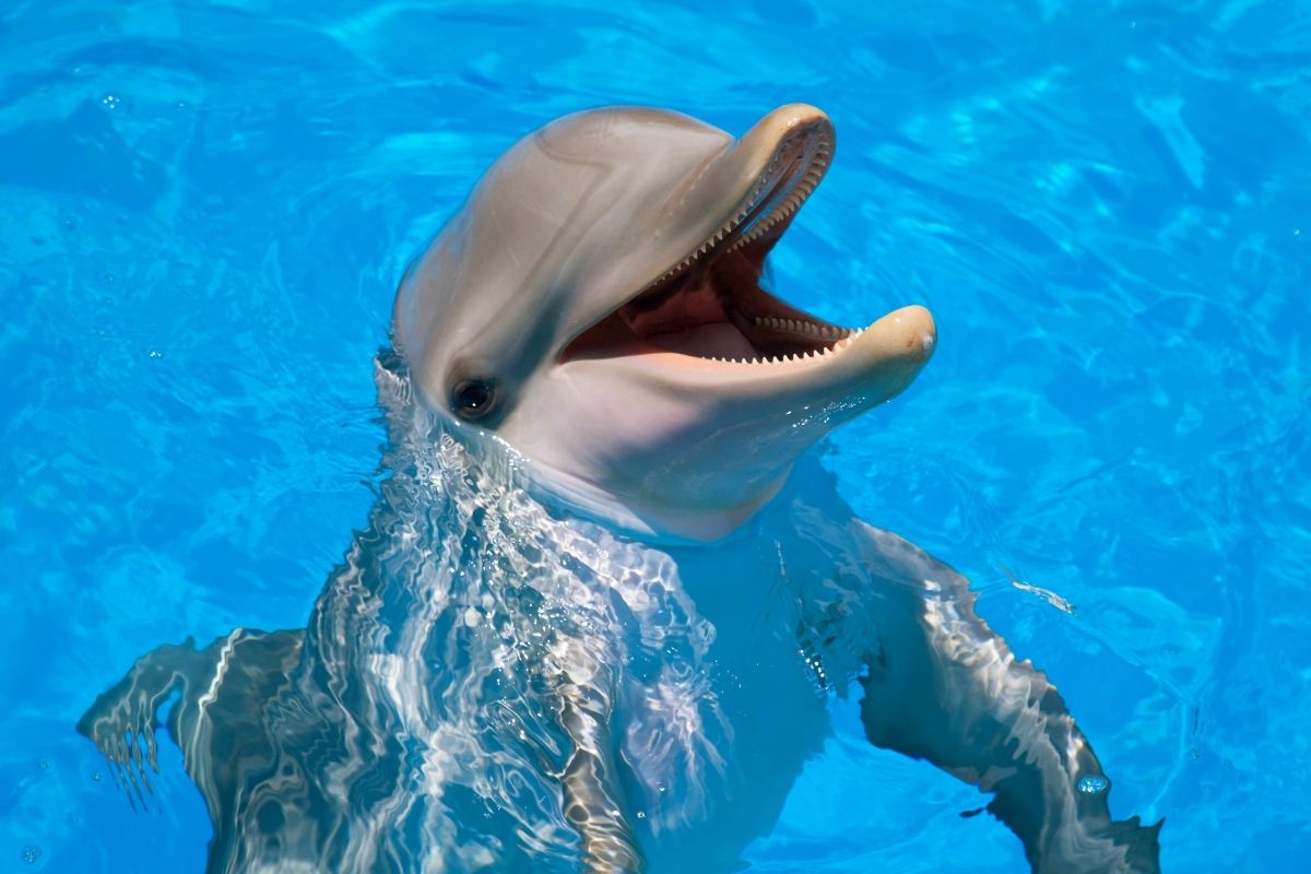 Delfíny dokážu vedcov stále prekvapiť (zdroj obrázku: canva.com)