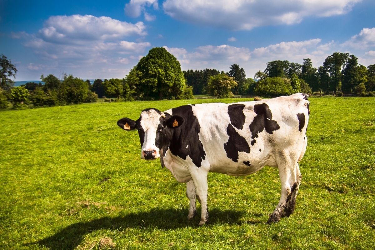 Čo si myslíte o teóriách týkajúcich sa kráv vy? (zdroj obrázku: canva.com)