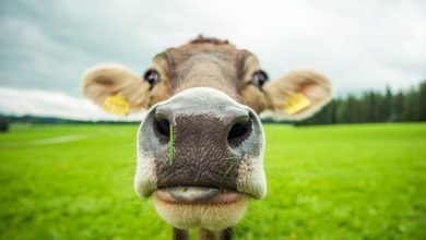 (zdroj obrázku: canva.com)