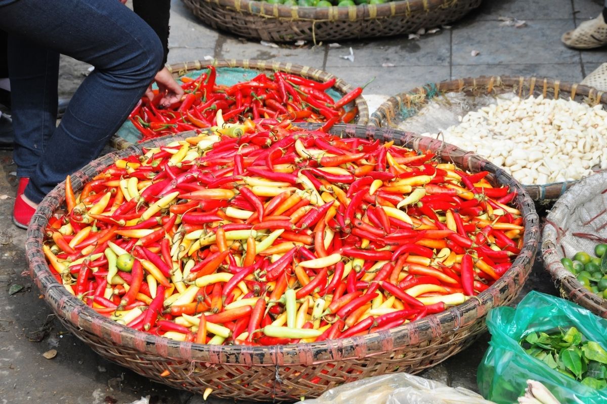 Vietnamská paprika (zdroj obrázku: canva.com)
