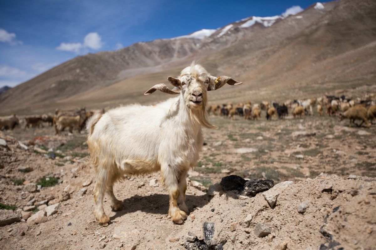 V Himalájach žije niekoľko druhov zvierat (zdroj obrázku: canva.com)