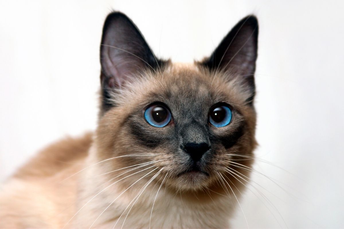 Darovanie siamskej mačky je prejavom šťastia (zdroj obrázku: canva.com)