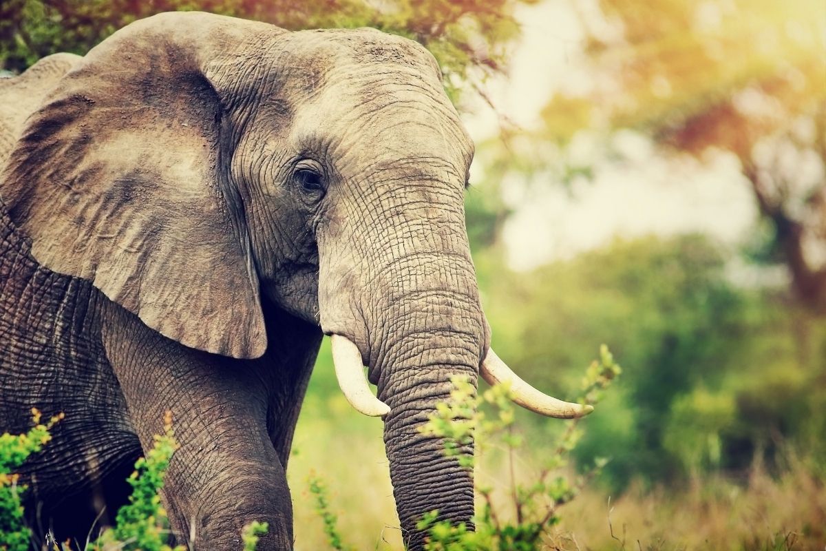 Slony sú v Thajsku považované za ich symbol (zdroj obrázku: canva.com)