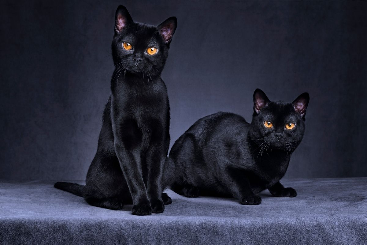 Čierne mačky sú symbolom šťastia (zdroj obrázku: canva.com)