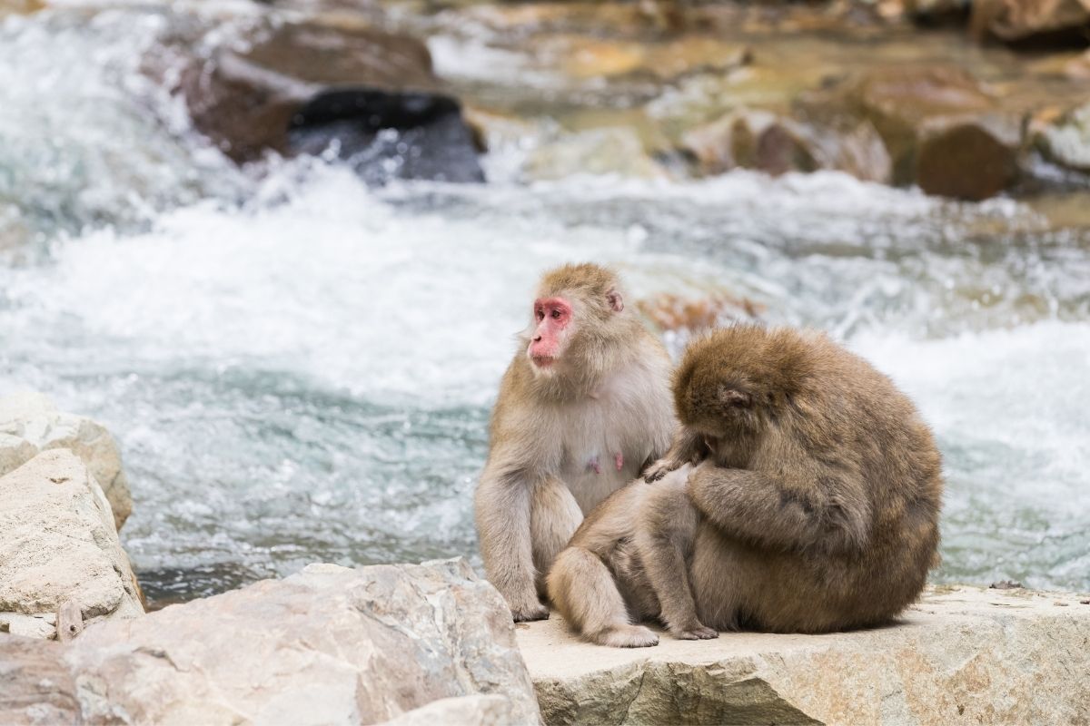 Na kúpajúce sa opice v Jigokudani je pekný pohľad (zdroj obrázku: canva.com)
