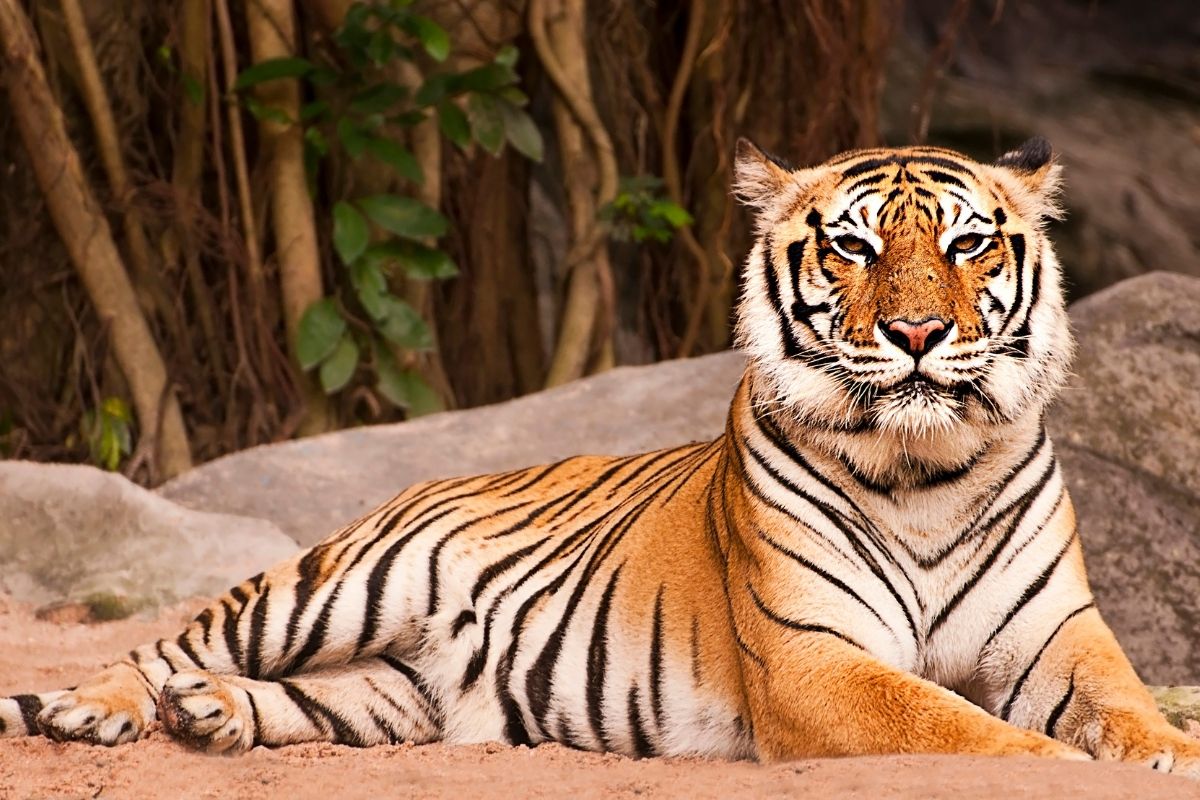 Bengálsky tiger (zdroj obrázku: canva.com)