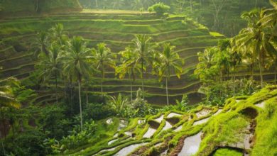 Ostrov Bali (zdroj obrázku: canva.com)