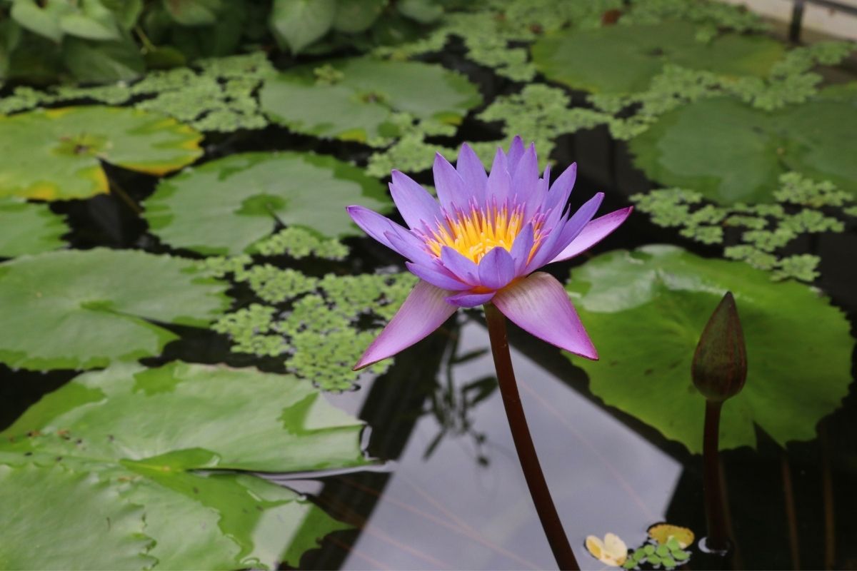 Nymphaea Stellata - národný kvet Srí Lanky (zdroj obrázku: canva.com)