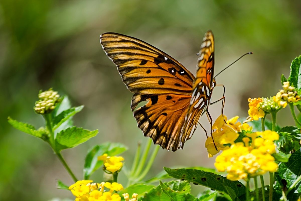 Na Srí Lanke žije až 245 rôznych druhov motýľov (zdroj obrázku: canva.com)