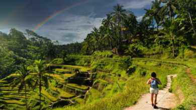 Plantáže v meste Ubud (zdroj obrázku: canva.com)